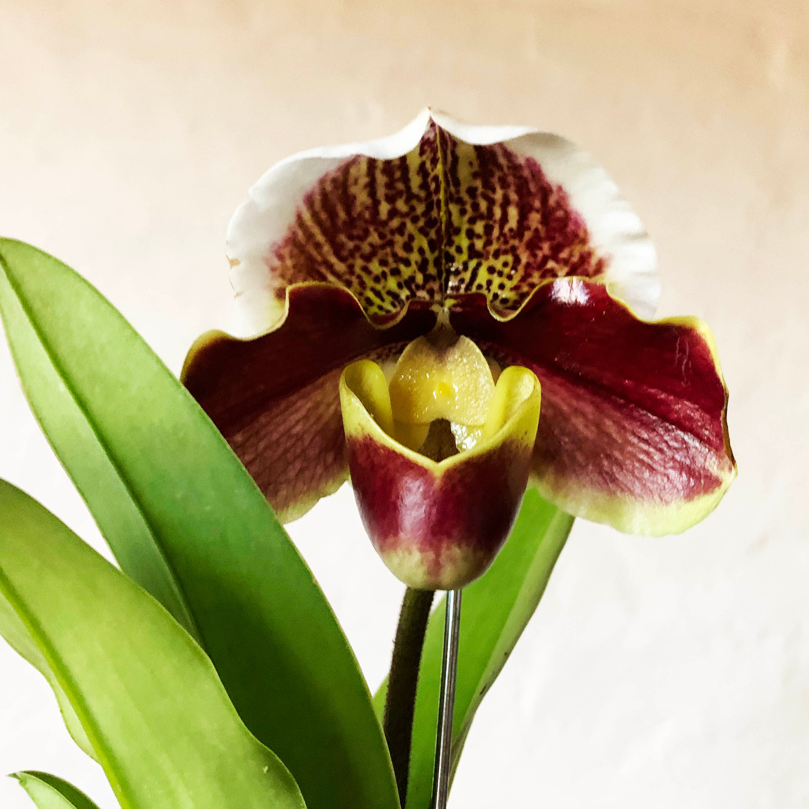 Paphiopedilum Winston Churchill