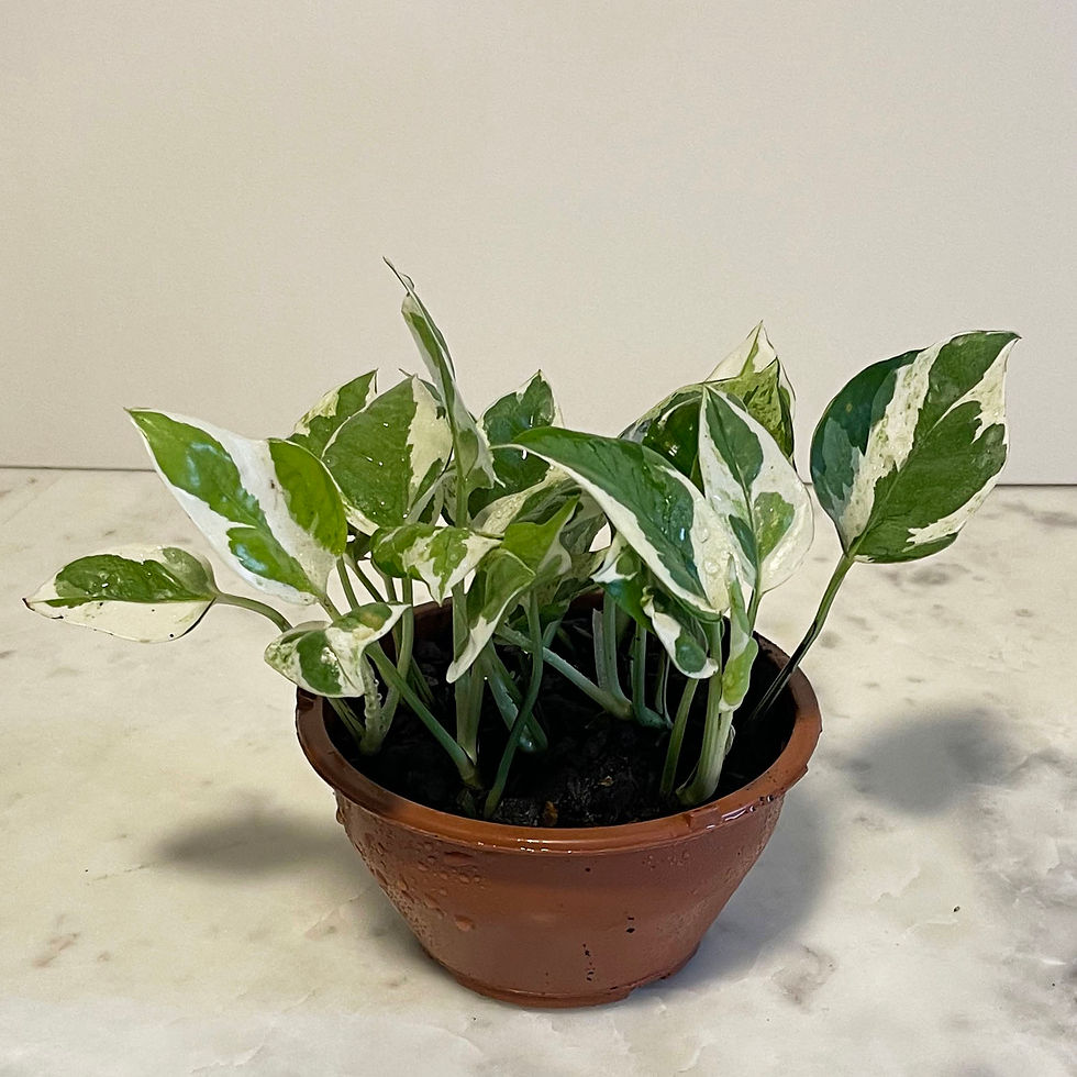 Miniatura: Pothos chico
