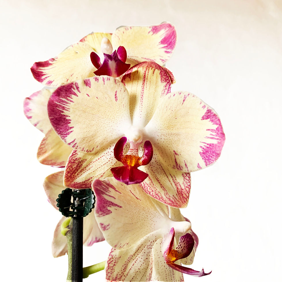 Miniatura: Phalaenopsis (Tonos Amarillos)