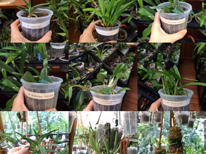 Orquídeas Minis