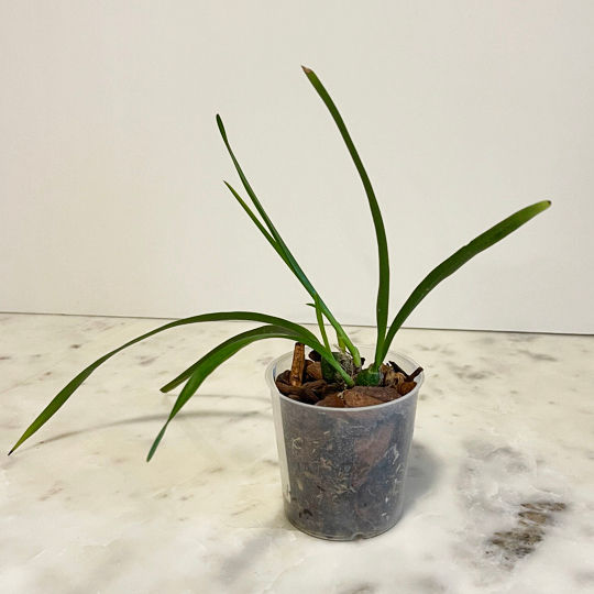 Miniatura: Encyclia profusa