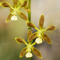 Encyclia patens