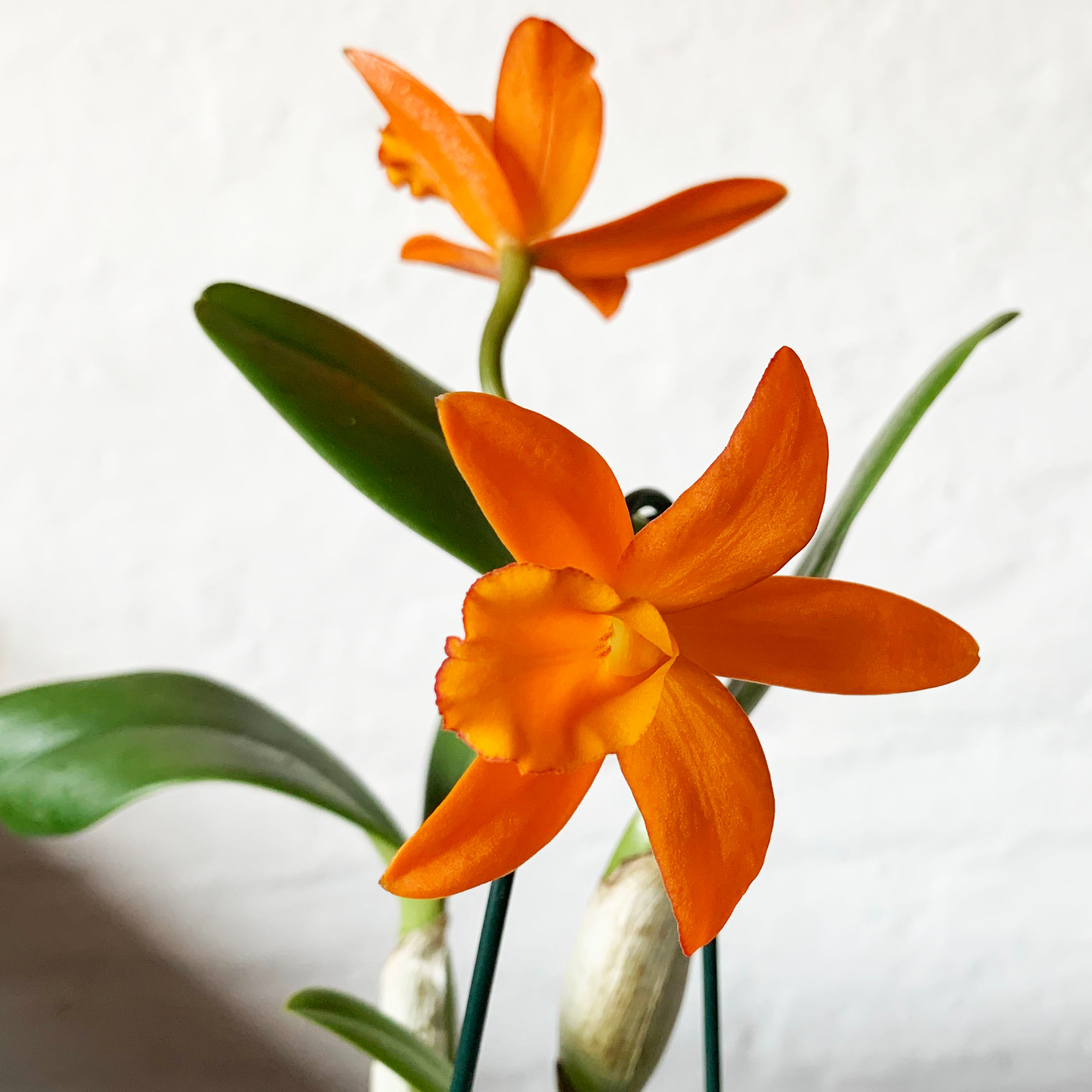 Rhyncattleanthe Marie Sweet Orange