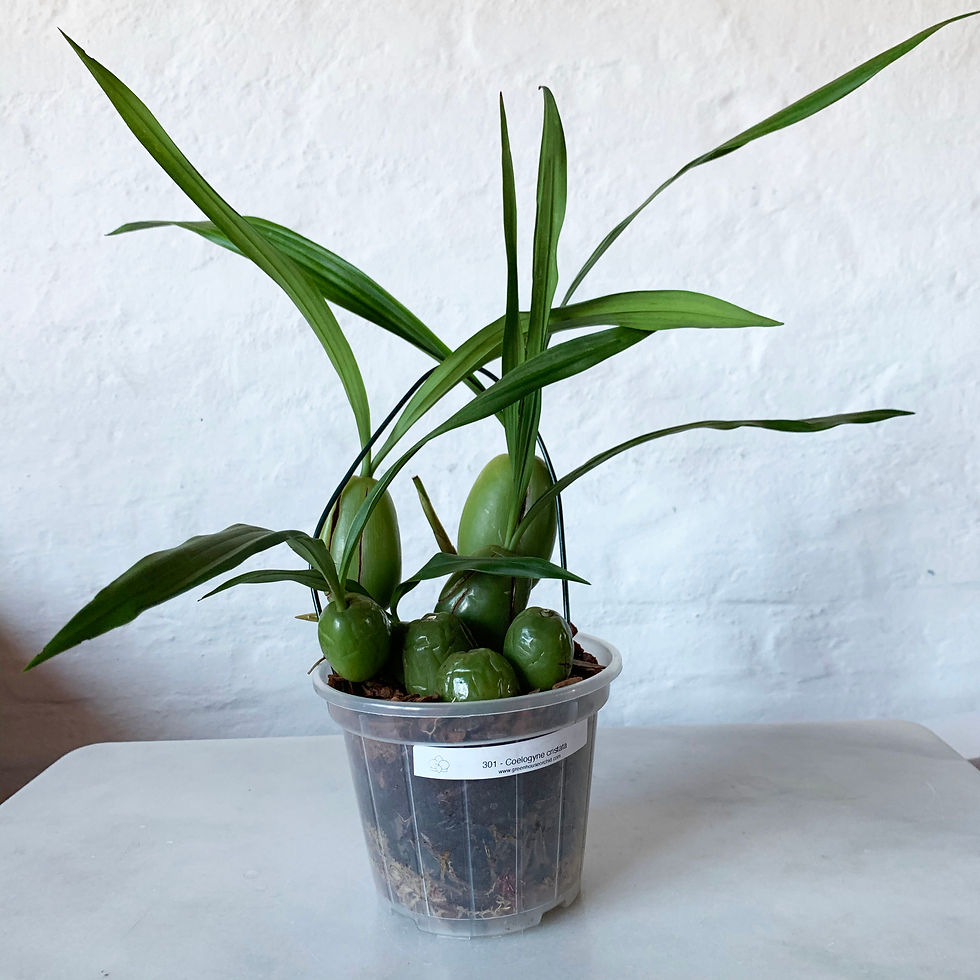 Miniatura: Coelogyne cristata