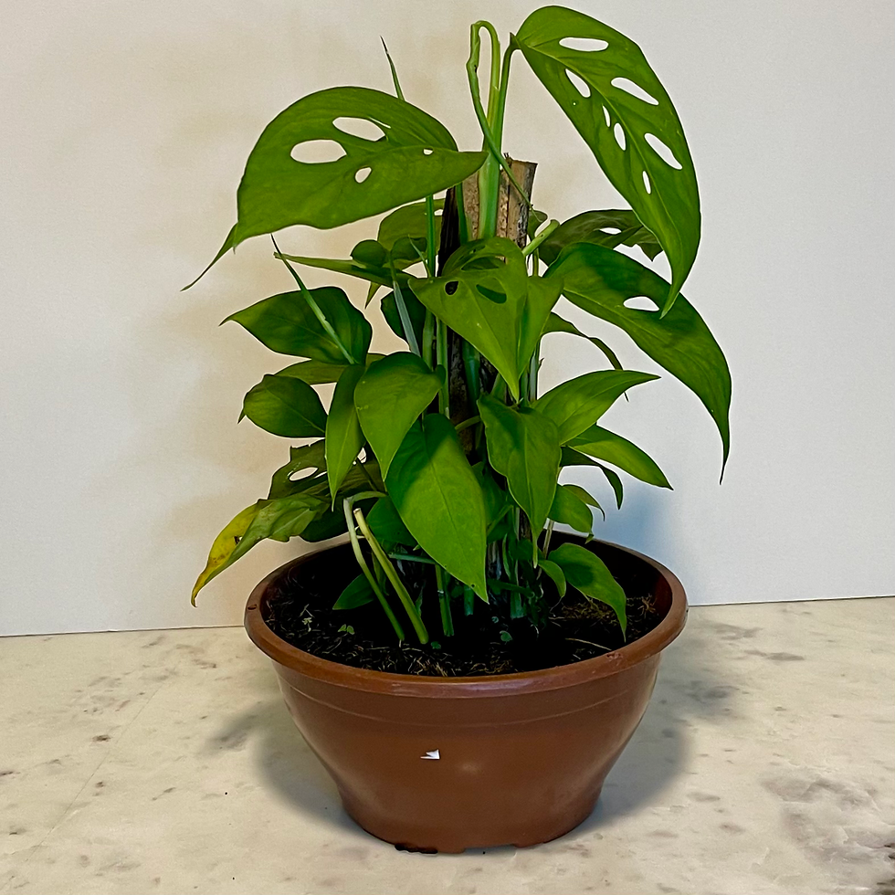 Miniatura: Monstera adansonii