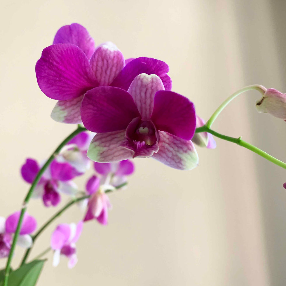 Dendrobium Phalaenopsis