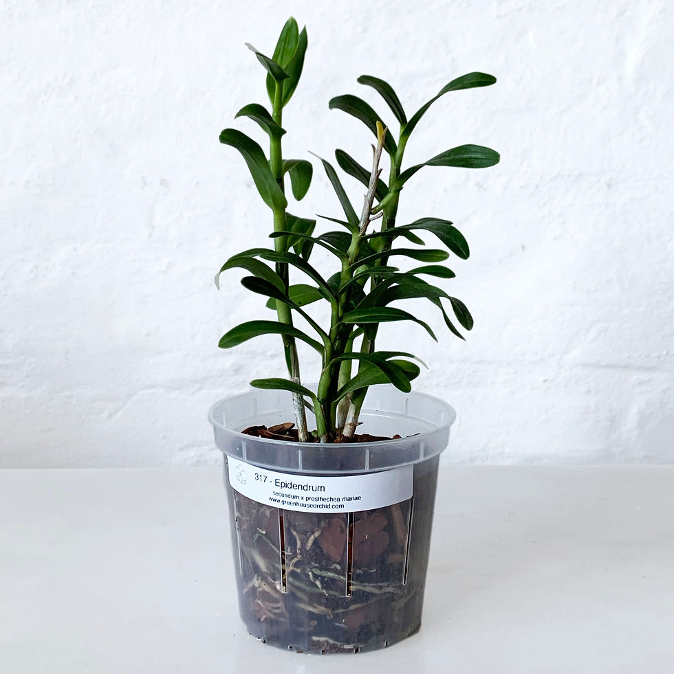 Miniatura: Epidendrum secundum x prosthechea mariae