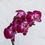 Miniatura: Phalaenopsis (Tonos Fuxia)