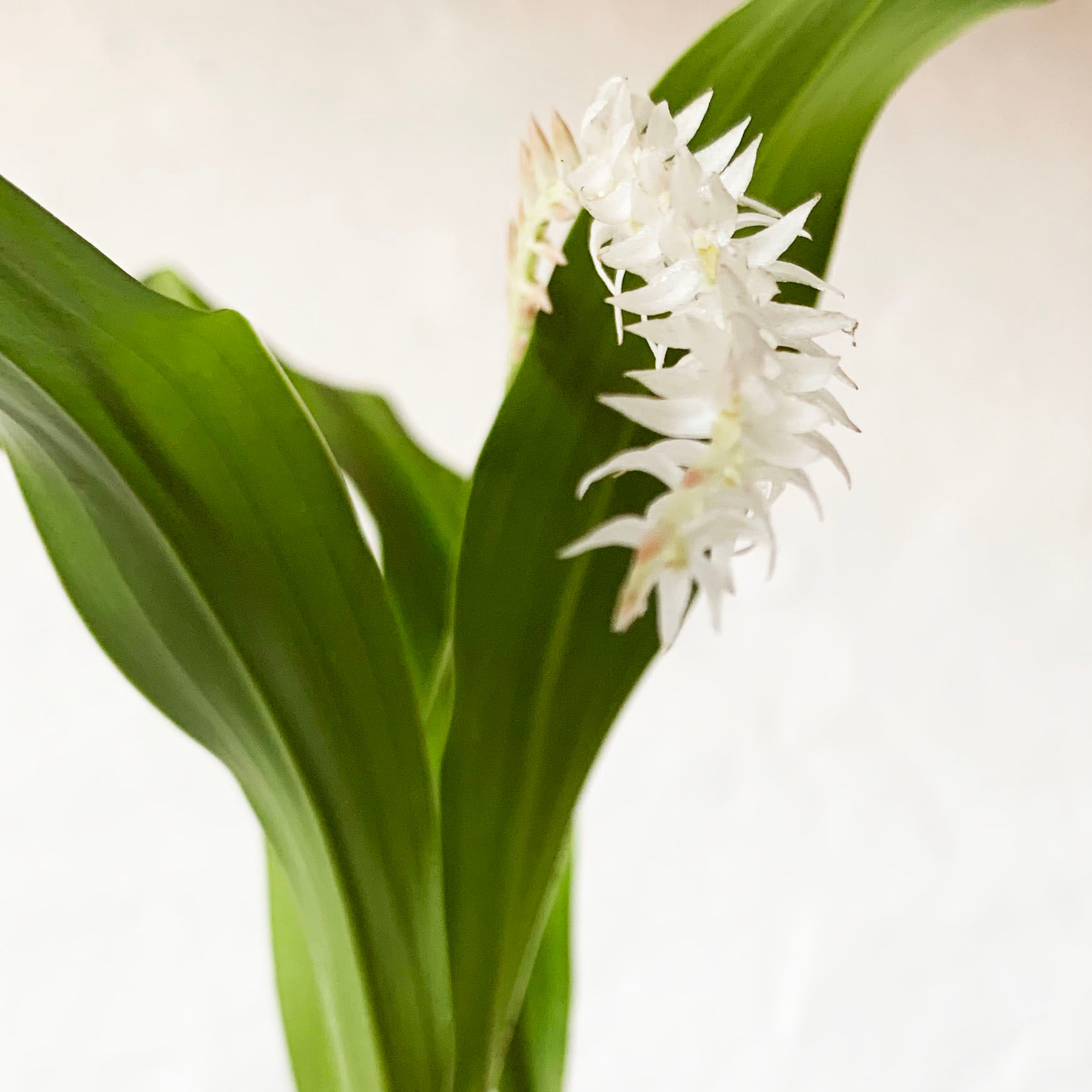 Dendrochilum niveum