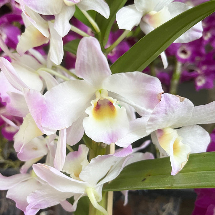 Dendrobium Nobile