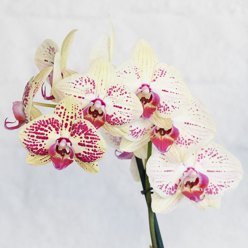 Miniatura: Phalaenopsis (Tonos Amarillos)