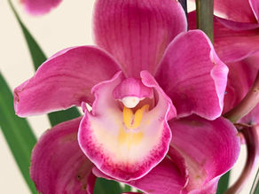 CYMBIDIUM