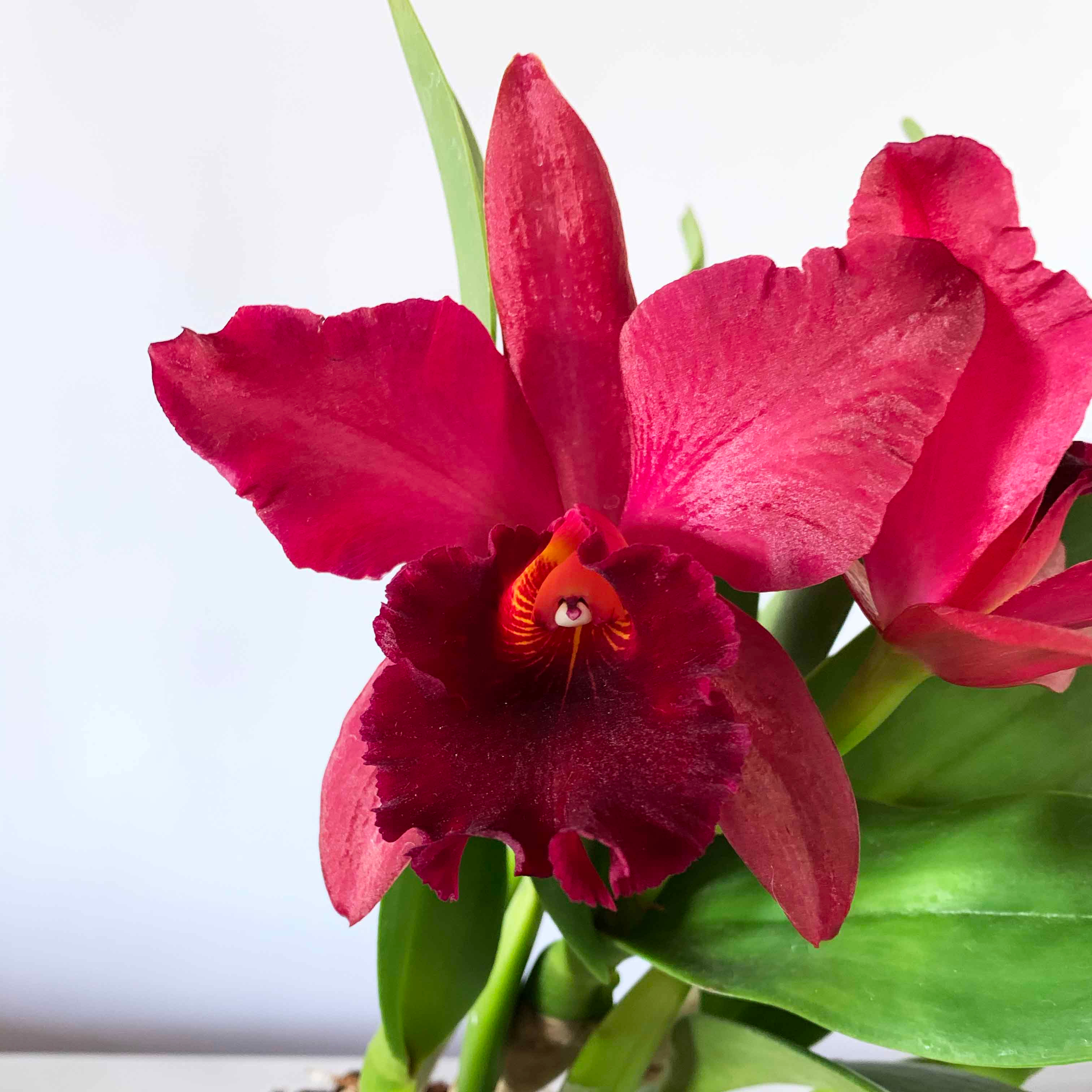 Rhyncholaeliocattleya (Rlc.) Nobile's Frisson