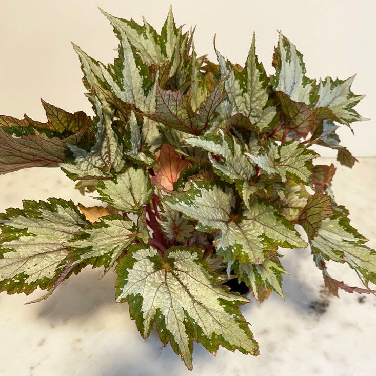 Miniatura: Begonia Rex