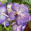 Miniatura: Vanda