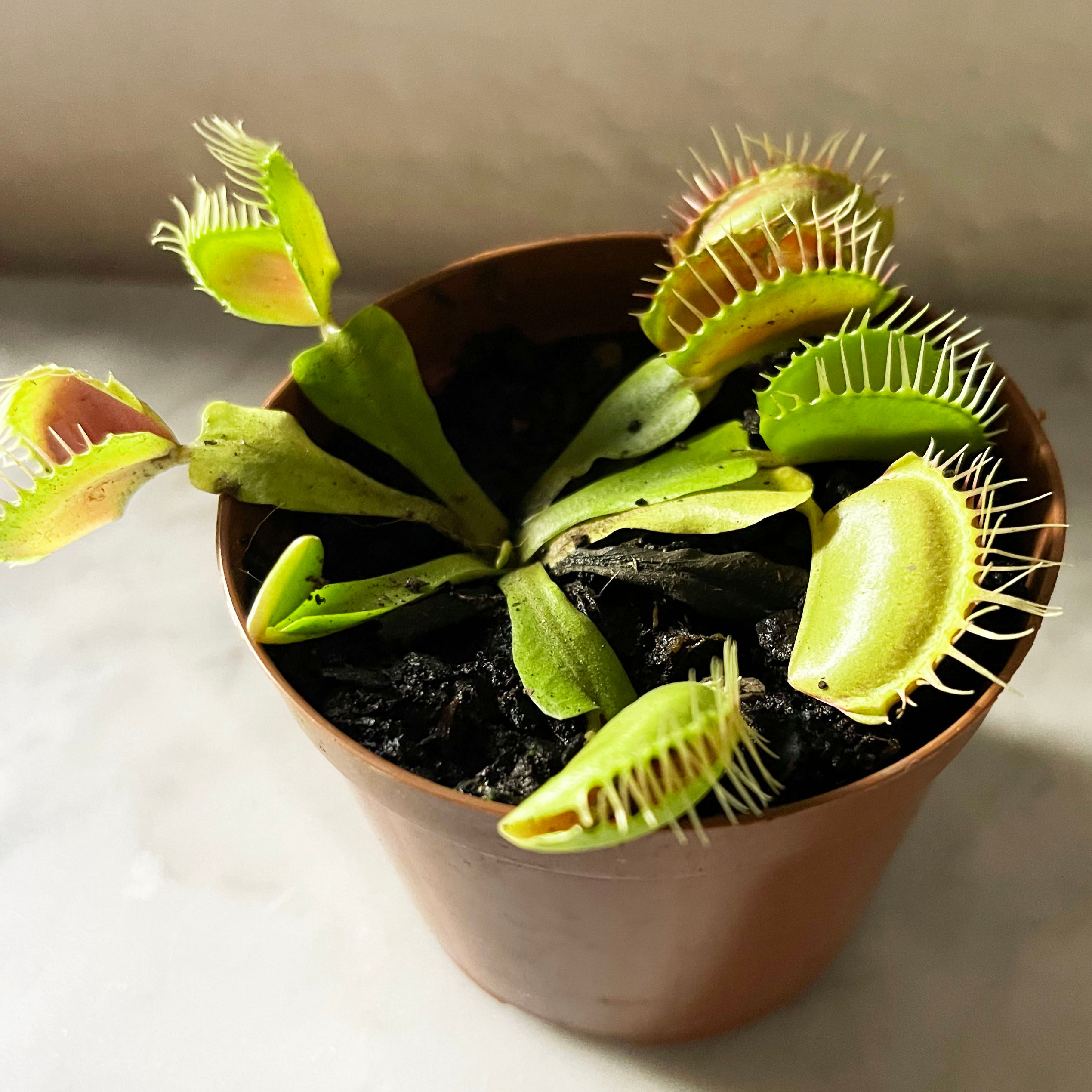 Dionaea muscipula