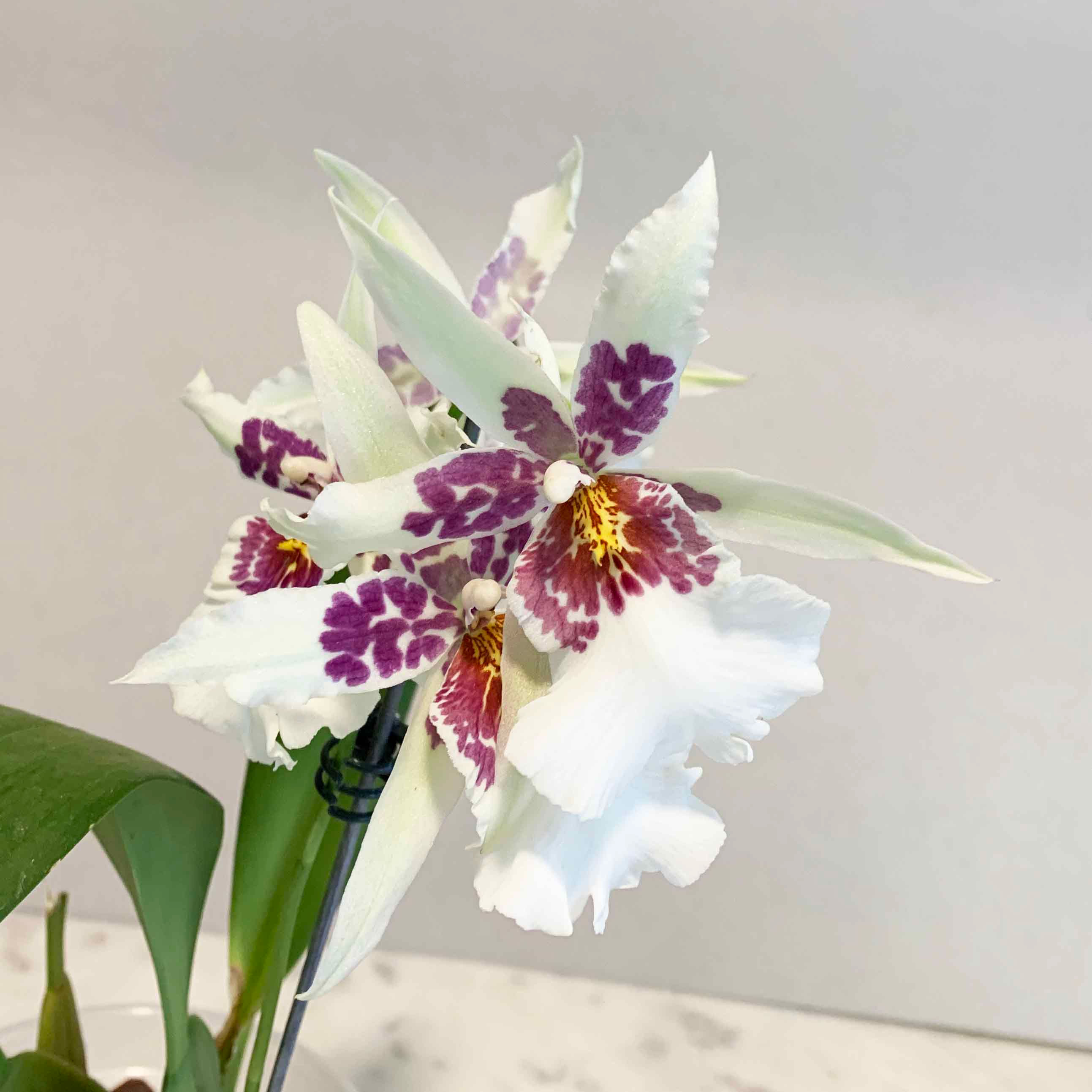 Aliceara Tahoma Glacier