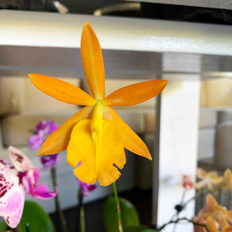 Epidendrum secundum x prosthechea mariae