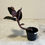Miniatura: Ludisia Discolor - Jewel Orchid