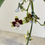 Miniatura: Oncidium Cleo's Pride