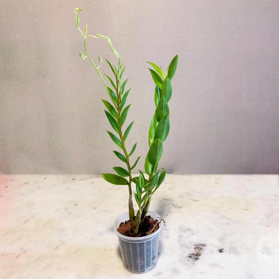 Dendrobium antennatum