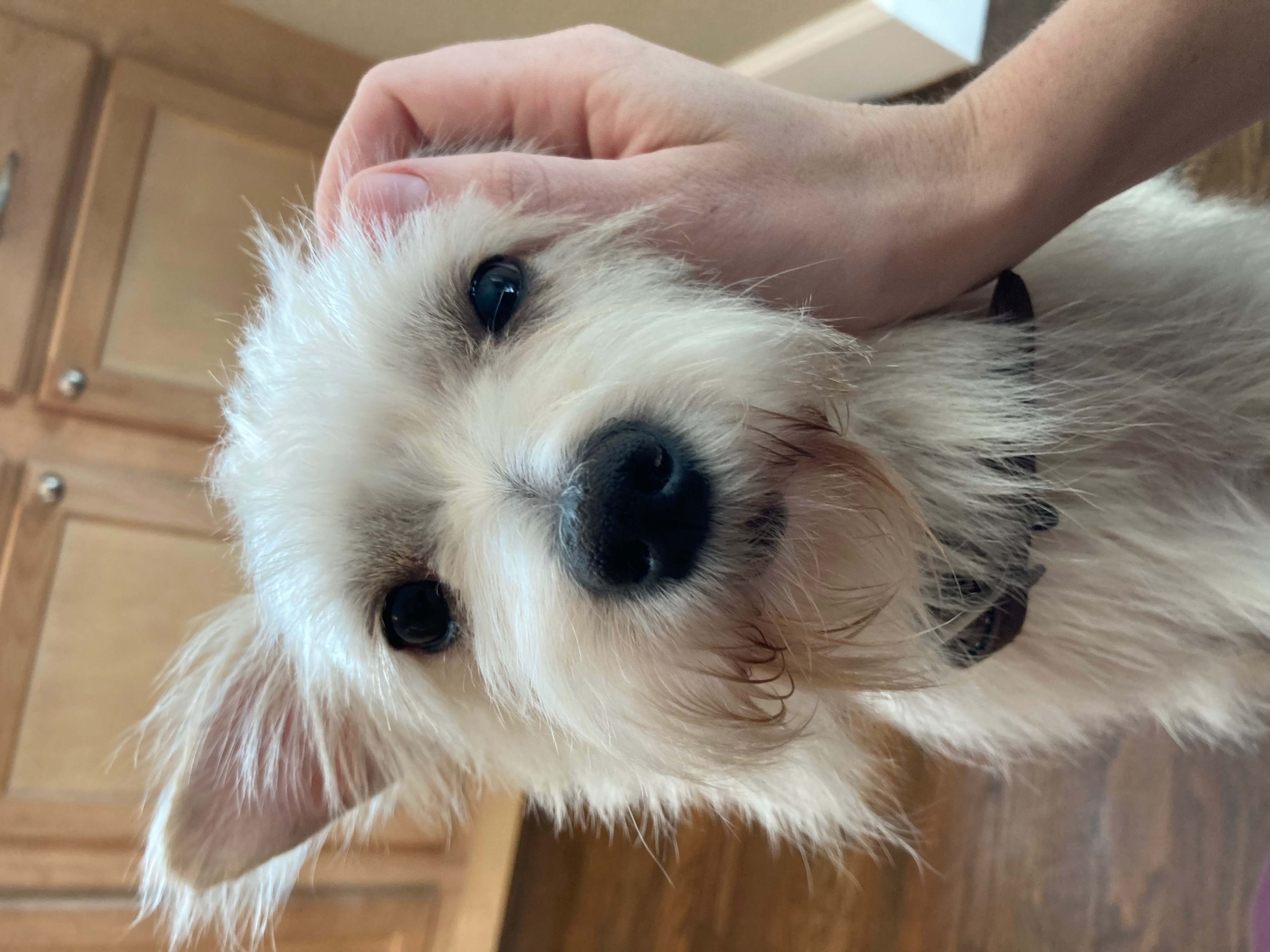 Bijou