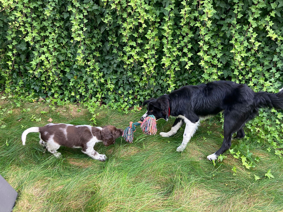 Dit is een foto van Maurice en zijn maatje de Border Collie Billie. Maurice was toen maar 10  weken oud. Zij hadden het heel leuk samen.