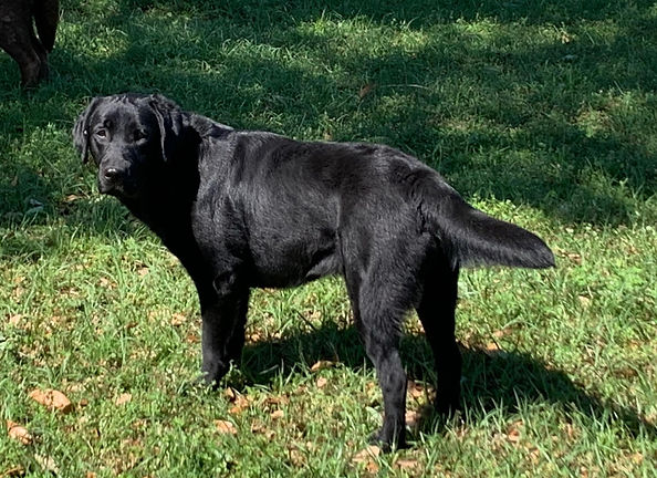 Sampson's Perfect Storm stand