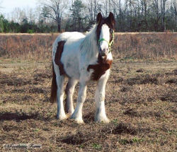FLF Cross My Heart - January 2017