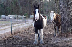 Isabella in winter of 2015