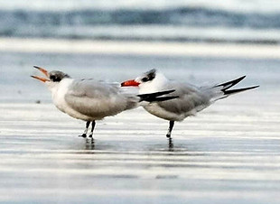 wbeg_2023-03-04_1_edited_edited.jpg