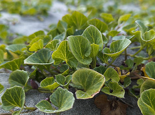 2024-10-13_seabindweed_1200px.jpg