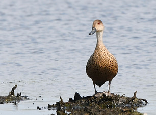 DSC_2374_edited.jpg