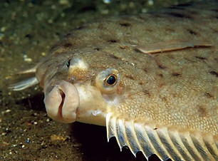 Flounder.jpg