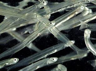 Whitebait.jpg