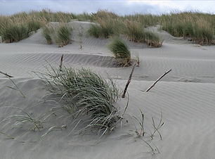 spinifex_dune_forming.jpg