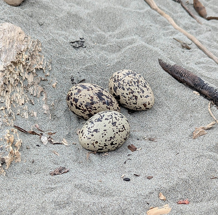 Estuary Nest_2.jpg