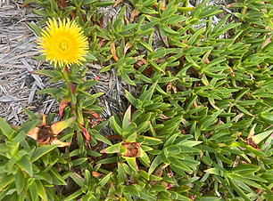 Giant Iceplant.jpg