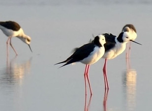 pied_stilt_wading.jpg