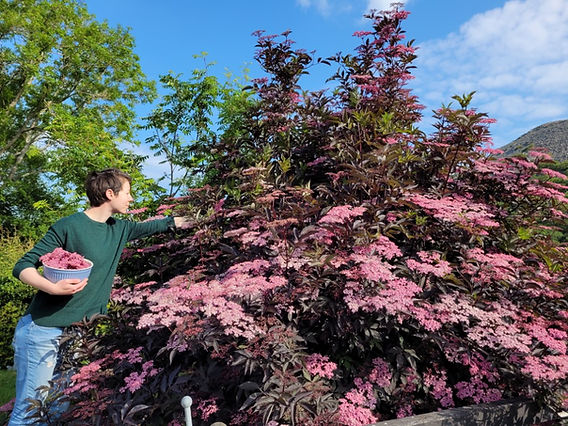 pag olivenbume Olivenbaum  Olea europaea 'Picual' (Grande) (H22)  Blupf by Kitzinger