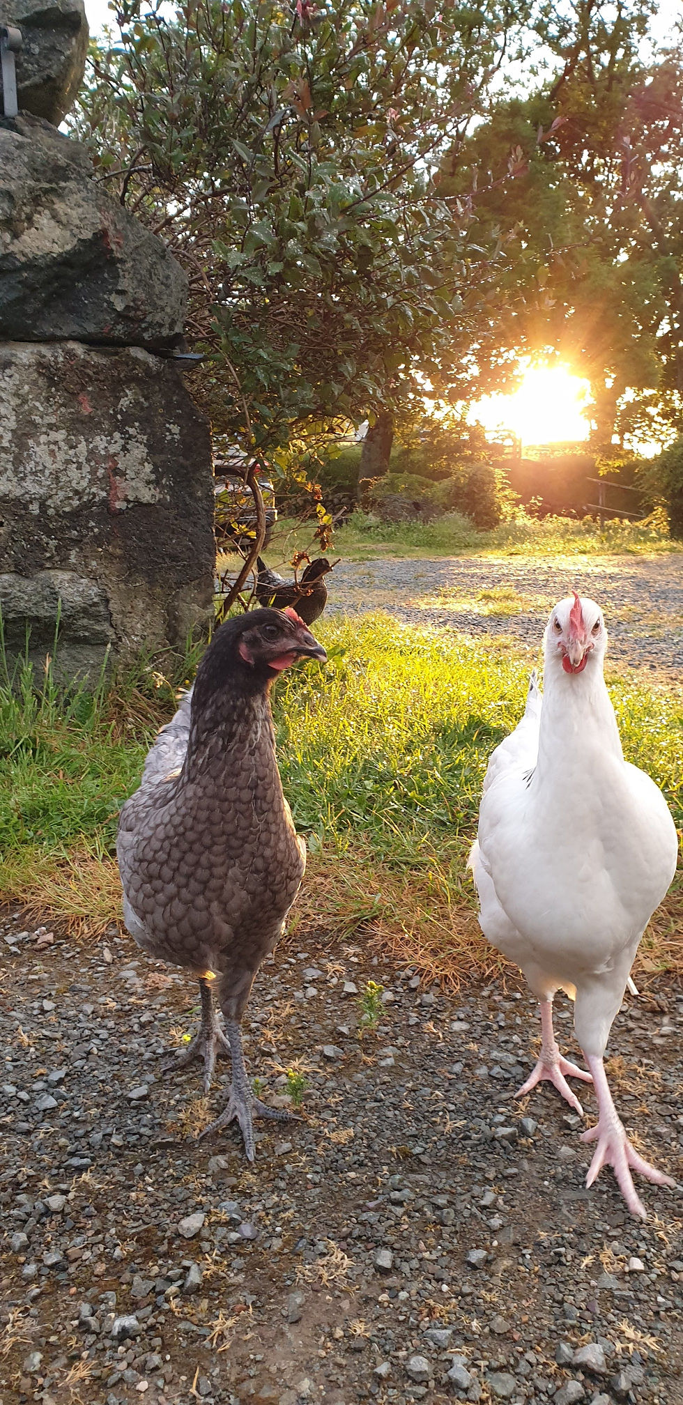 Chickens in the farmyard. A blog about rural home life in a Welsh farmhouse; baking, gardening, nature, family, and sharing our little slice of heaven with you, nestled between the Snowdonia mountains and the sea. #chickens #countryblog #countrylife #snowdonia www.theoldsheepfarm.com
