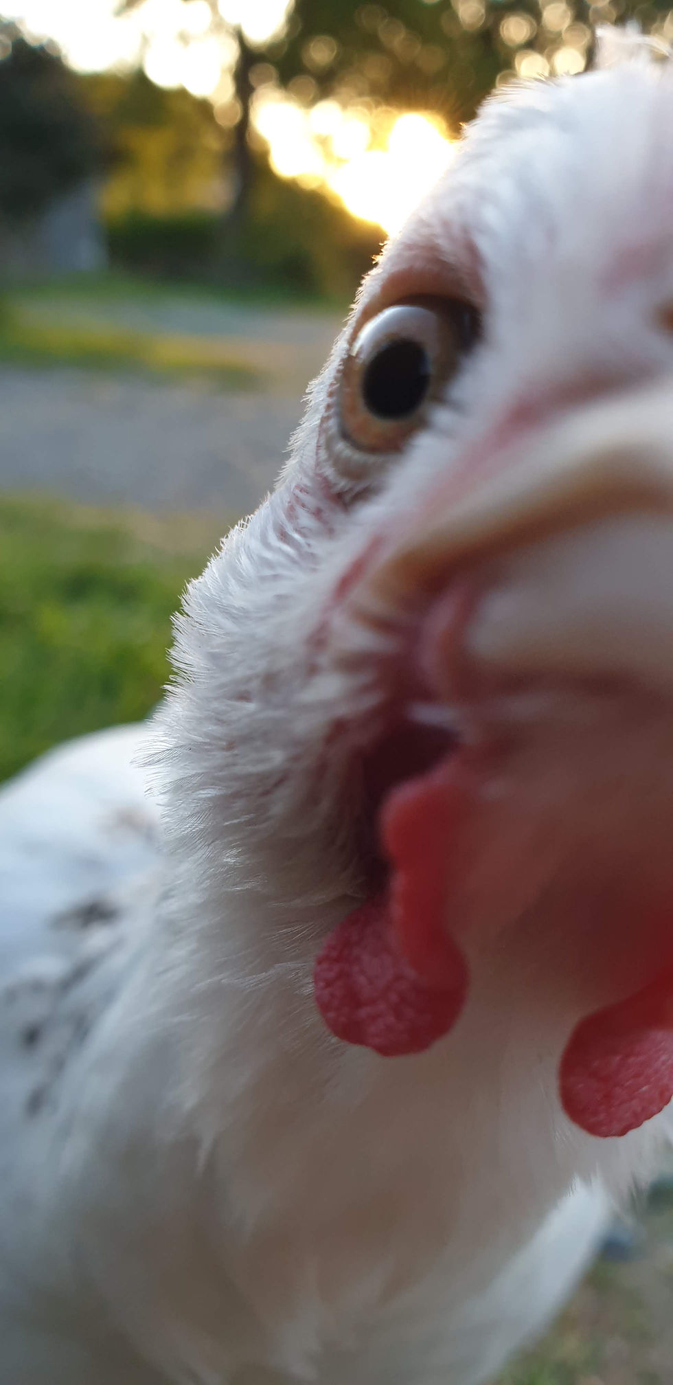 Curious chicken! A blog about rural home life in a Welsh farmhouse; baking, gardening, nature, family, and sharing our little slice of heaven with you, nestled between the Snowdonia mountains and the sea. #chickens #countryblog #countrylife #snowdonia www.theoldsheepfarm.com