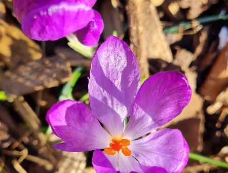 Buds and Shoots
