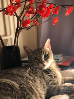 87623836_3140837269281065_27969371934052