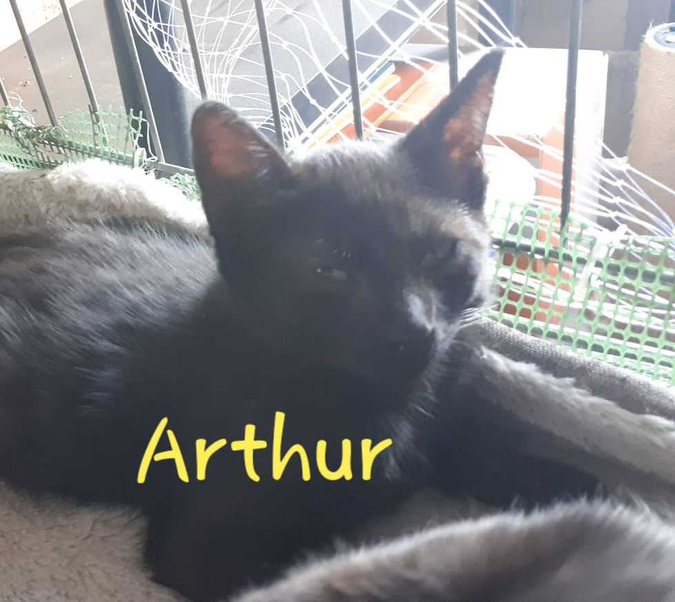 Arthur_2_082025_edited