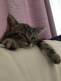 37076702_2106120496086086_88618130612881