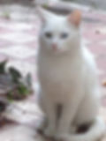 Loran