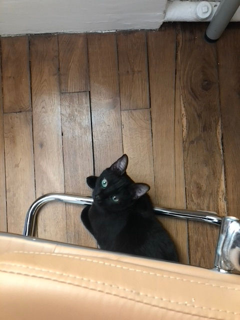 Stella_Susie_3_072022.jpeg