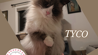 MEESHA & TYCO are two loving 9-year-old cats who came to the rescue after their elderly owners moved to a senior care facility.
Meesha is a long-haired calico who enjoys toys, gentle brushing, and simply being near her people. Tyco is a long-haired ragdoll who loves toys, cuddles, and being brushed.
Both are healthy, active, indoor-only cats who prefer a quiet home with no other pets and older, respectful children. They get along with each other—sometimes even snuggling—but don’t need to be adopted together.
If you’re interested in adopting one or both, please submit a pre-adoption application and visit them in their foster home. They’ll make wonderful, entertaining companions!