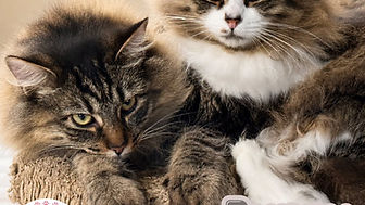 BUNNY and TIFFANY! Bunny was rescued in Northeast Anchorage along with her only surviving kitten TIFFANY from the backyard of a senior care home. These two are some of the lucky ones who’ve been saved from life on the streets.
Clearly once someone’s pet, Bunny is incredibly sweet and friendly